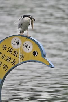 夜鷺嘴刁泥鰍