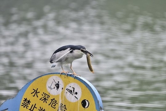 夜鷺嘴刁泥鰍