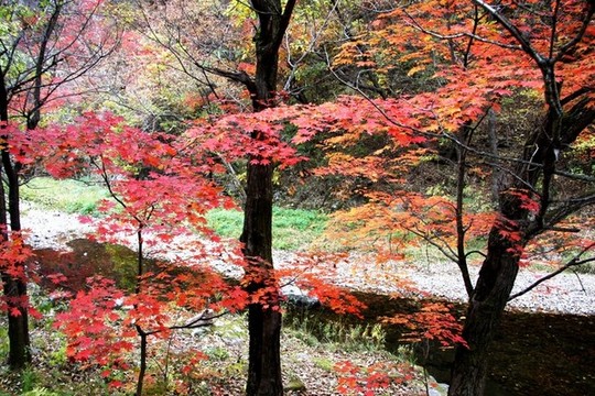 遼寧本溪關門山紅葉