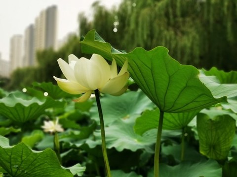 荷塘荷韻