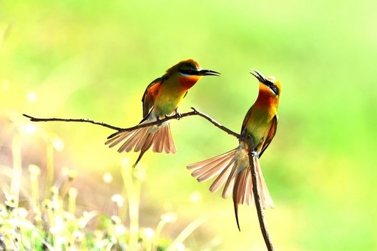 鳥