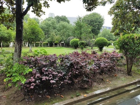 公園綠植