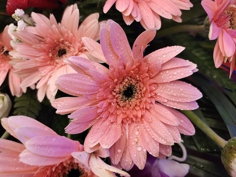 粉色波斯菊