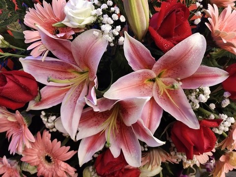 盛開的百合花
