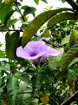 牽牛花