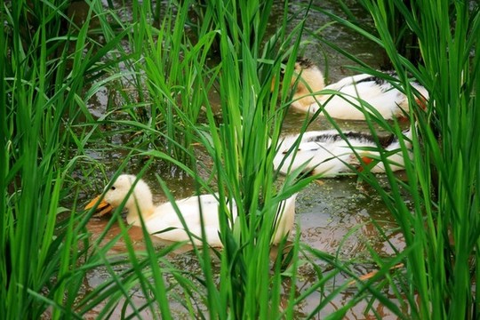 農(nóng)家土鴨