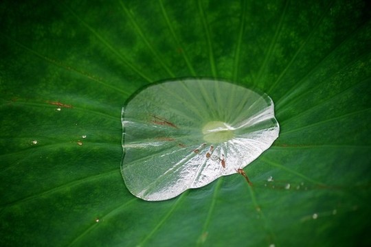 荷葉露珠