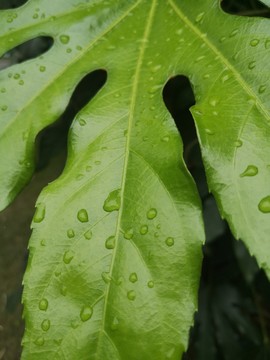 雨后樹(shù)葉背景