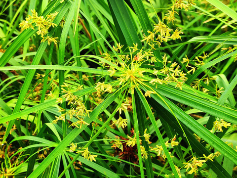 風(fēng)車草花