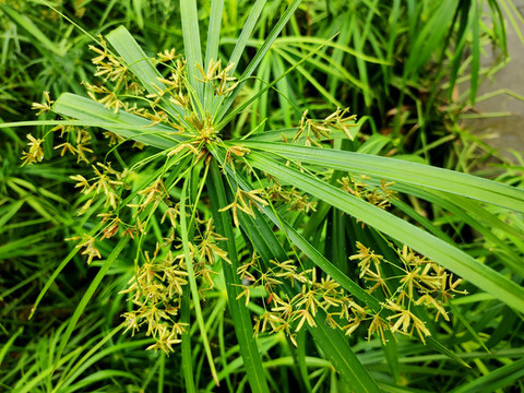 風(fēng)車草花