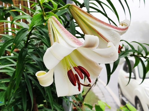 野百合
