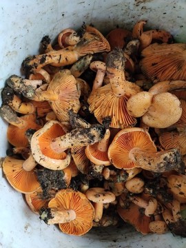 樅菌