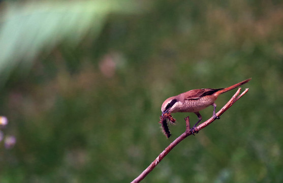 伯勞鳥