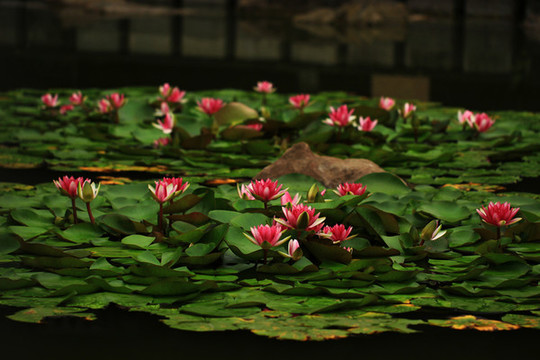 蓮花池