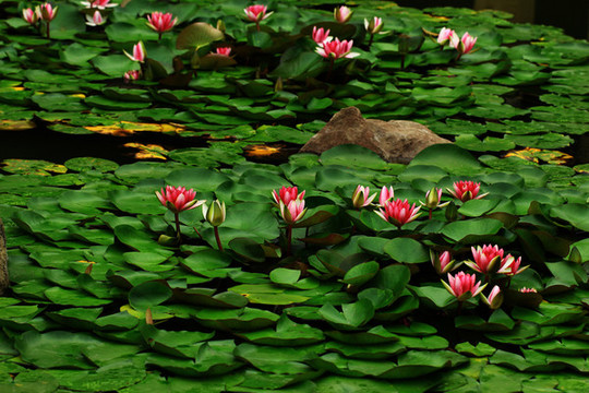 夏日蓮花