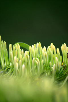 金銀花