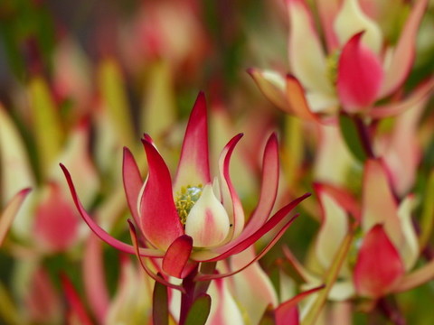 帝王花
