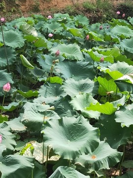 蓮花荷葉