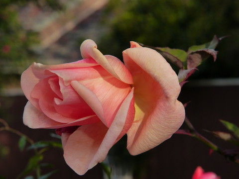 月季花