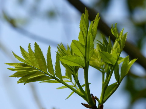 白蠟樹(shù)