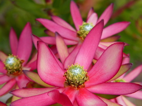 瓜葉菊