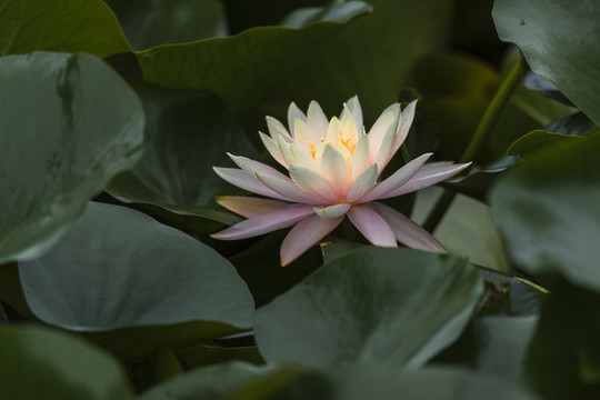 水墨茈碧蓮