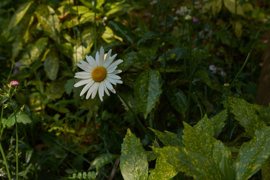 菊花