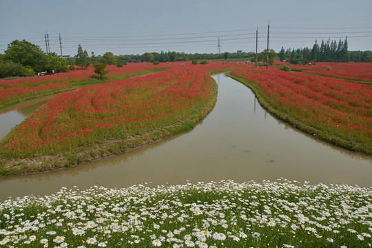 花開海上公園