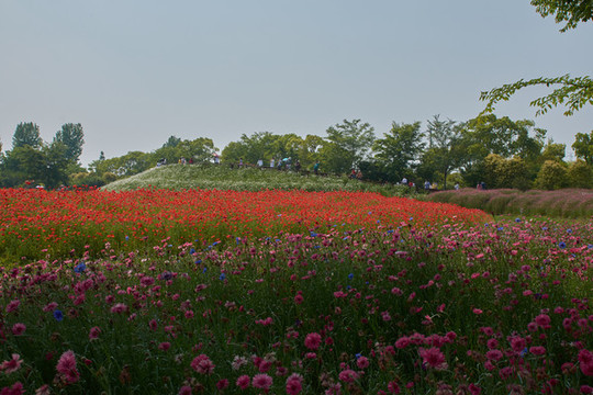 花開海上公園