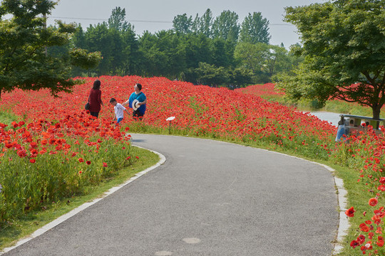 花開海上公園