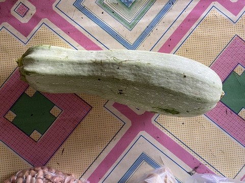 西葫蘆