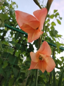 劍蘭花