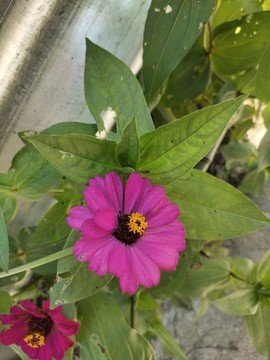 百日菊花兒特寫