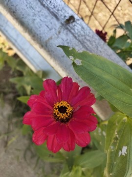 玫紅色百日菊