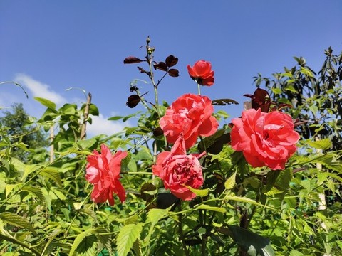 紅色月季花與藍(lán)天白云