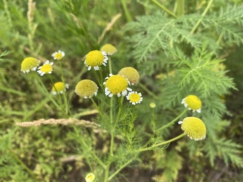 母菊