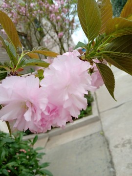 櫻花綻放