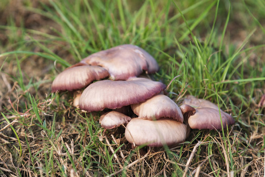 野生菌菇