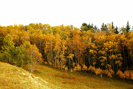 紅山軍馬場(chǎng)