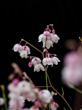 羅布麻茶花