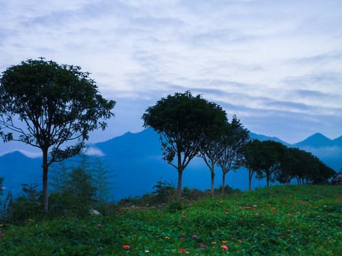 桂花樹(shù)