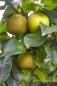 鄉(xiāng)村梨園翠冠梨