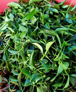 茶葉