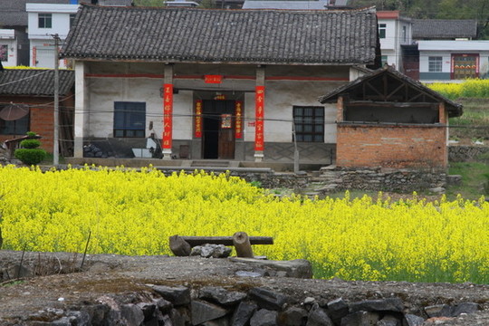 中峰油菜花K
