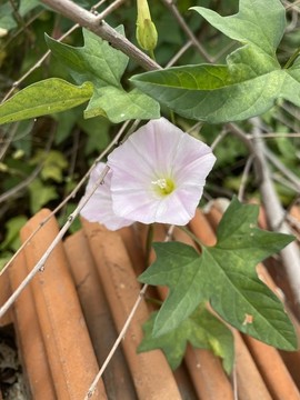 打碗花