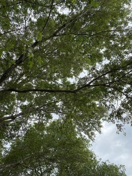 榆樹