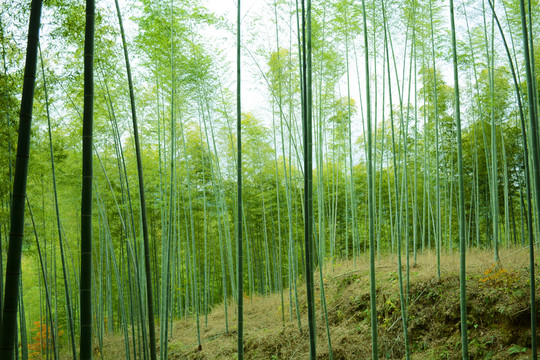 竹林