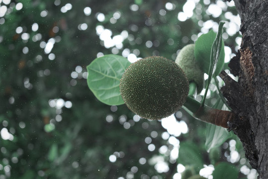樹菠蘿