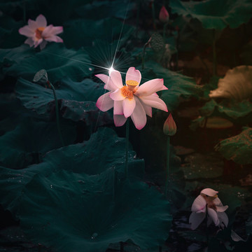 創(chuàng)意荷花