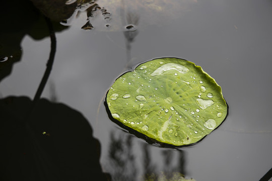 雨后荷葉